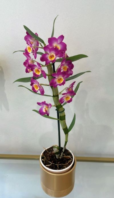 Orchidée Rose