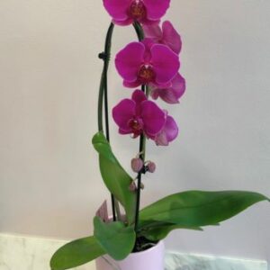 Orchidée Phalaenopsis Rose