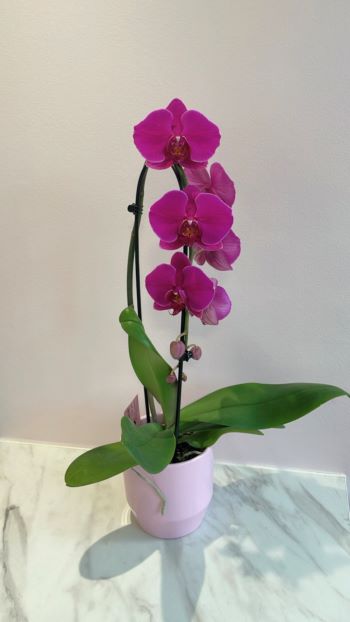 Orchidée Phalaenopsis Rose
