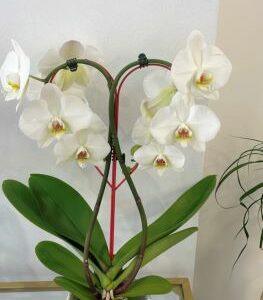 Orchidée