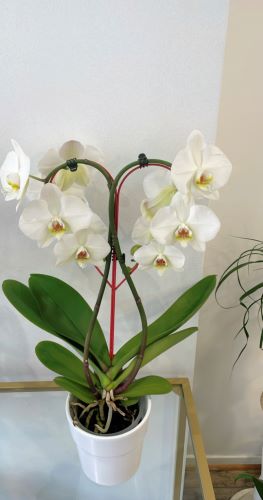 Orchidée