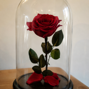 Rose éternelle rouge sous cloche en verre, cadeau romantique et décoration élégante