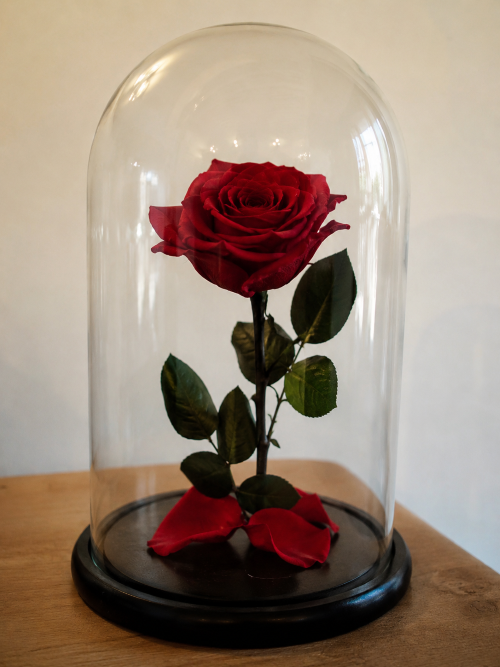 Rose éternelle rouge sous cloche en verre, cadeau romantique et décoration élégante